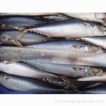 Scomber Japonicus BQF Frozen Pacific Mackerel untuk Canning